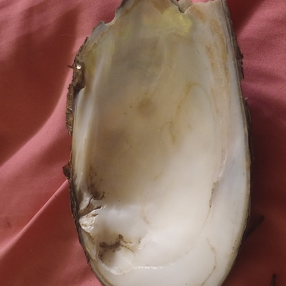 Smudging shell - Picture 2 of 3